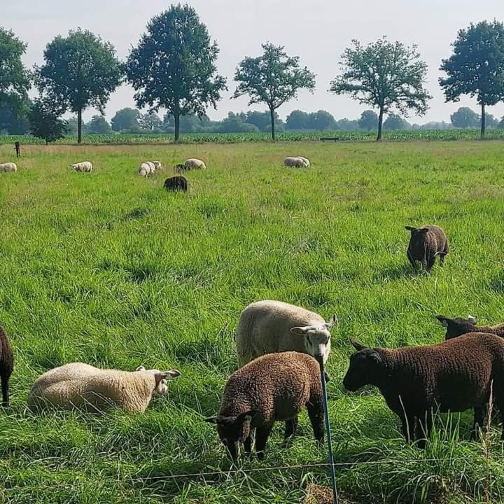 Uylkenshof Safaritenten En Natuurhuisjes Epe Exterior photo